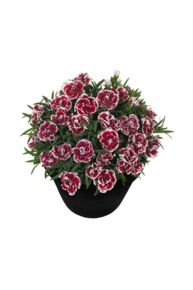 Muka Botanik Karışık Çin Karanfili Çiçeği Tohumu 5 Adet Tohum Çiçek Tohumu ürün görseli