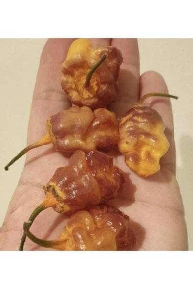 Muka Botanik 20 Adet Adrenalina Purple Orange Biber Tohumu ürün görseli