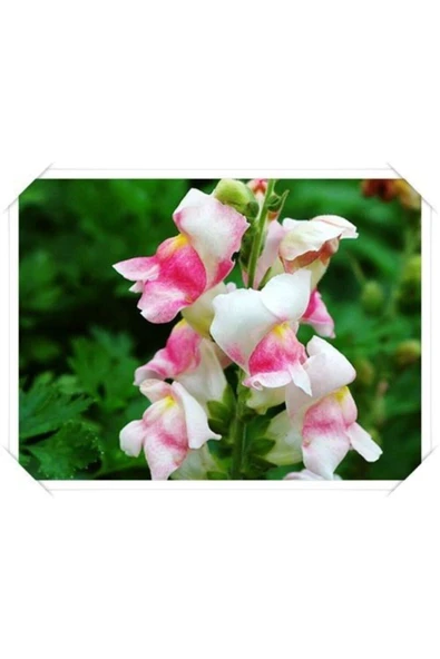 Muka Botanik 10 Adet Açık Soft Renkli Aslanağzı Çiçek Tohumu ürün görseli