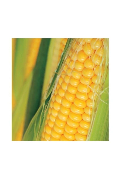 Muka Botanik Agrobazaar Golden Bantam Mısır 20 Tohum ürün görseli