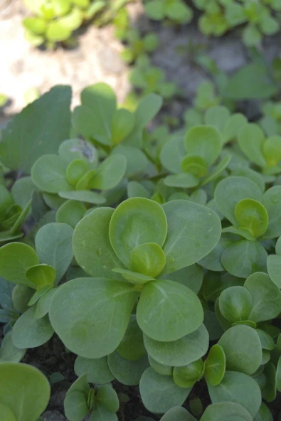 Muka Botanik Erkenci, Yediveren Semiz Otu Tohumu / 100 Adet Tohum - Resim 5