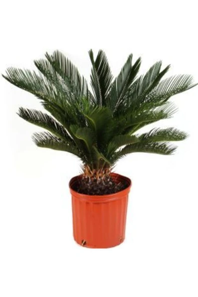 Muka Botanik Ithal Sikas Süs Ağacı Tohumu Ekim Seti - Resim 2