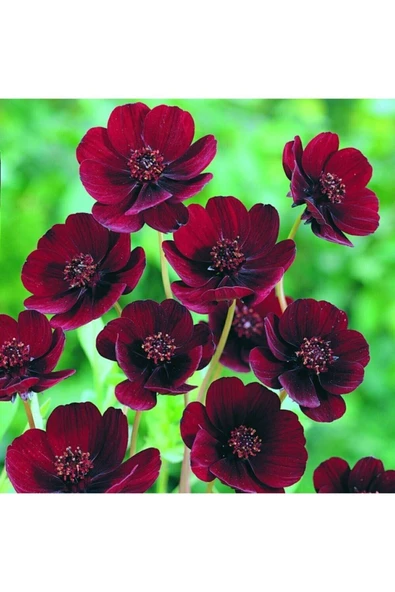 Muka Botanik 10 Adet Çikolata Kozmos Çiçeği Tohumu ürün görseli