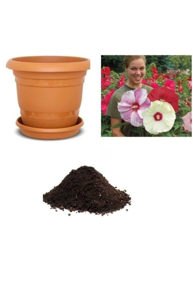 Muka Botanik Dev Hibiscus Çiçeği Tohumu Ekim Seti ürün görseli