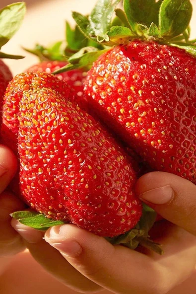 Muka Botanik Jumbo Dev Çilek Tohumu / 20 Adet Çilek Tohumu - Resim 3