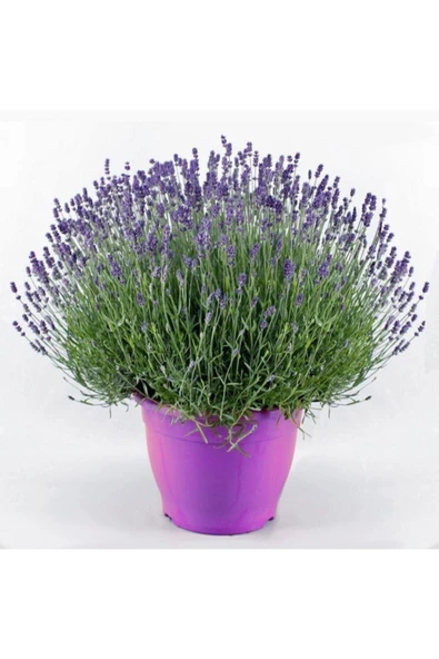 Muka Botanik Mor Kokulu Ingiliz Lavanta Tohumu Ekim Seti - Resim 2
