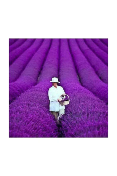 Muka Botanik Nadir Ithal Mis Kokulu Ingiliz Lavanta Çiçeği Tohumu 40 Adet Lavanta Tohumu - Resim 2