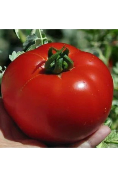 Muka Botanik Nuran Domates Tohumu Ekim Seti - Resim 4