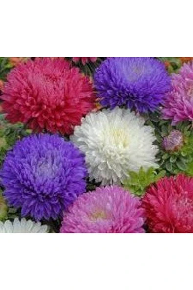 Muka Botanik 10 Adet Natural Chrysanthem Aster Mix Heirloom Tohumu - Resim 4