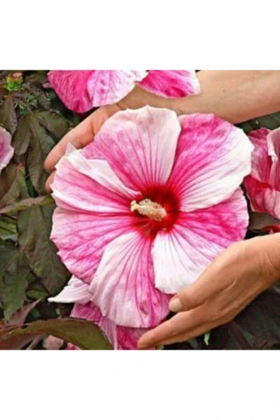 Muka Botanik Dev Hibiscus Çiçeği Tohumu Ekim Seti - Resim 4