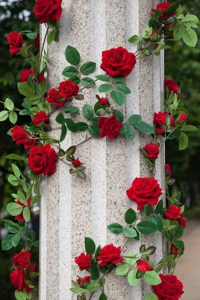 Muka Botanik Sarmaşık Kırmızı Gül Tohumu / 5 Adet Tohum ürün görseli