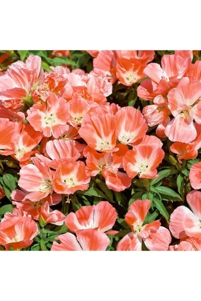 Muka Botanik Turuncu Godetya Yer Açelyası Çiçek Tohumu 10 15 Adet ürün görseli