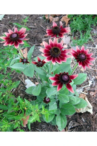 Muka Botanik 10 Adet Red Black Eyed Susan Tohumu - Resim 3