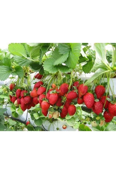 Muka Botanik Yediveren Sarmaşık Çilek Tohumu 100 Adet - Resim 2