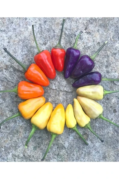 Muka Botanik 20 Adet Chinese 5 Renk Biber Tohumu - Resim 3