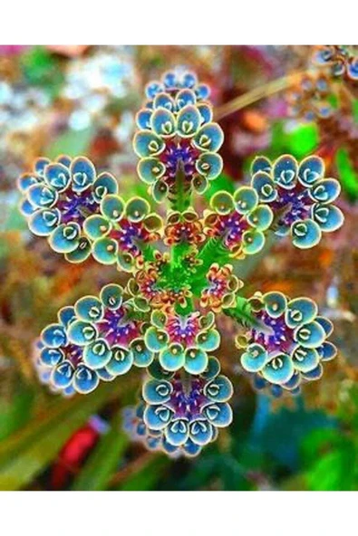 Muka Botanik 10 Adet Colorful Kalanchoe Tohumu ürün görseli