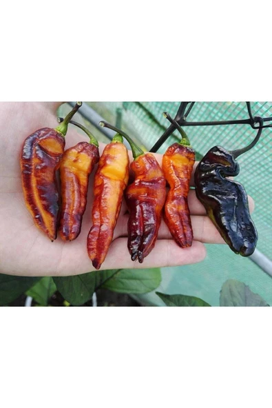Muka Botanik 20 Adet Black Phantom Orange Black Biber Tohumu - Resim 2