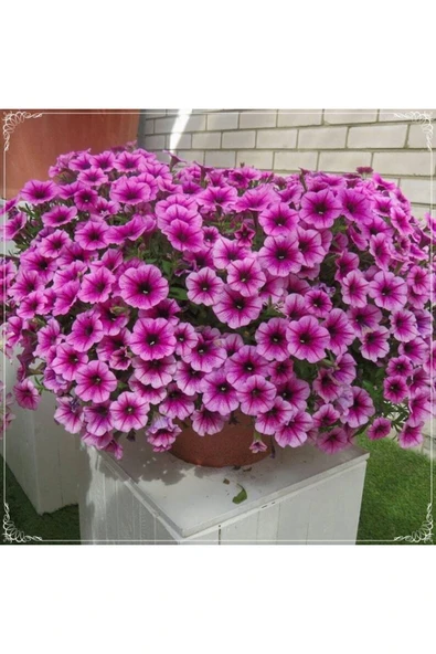 Muka Botanik 20 Adet Hanging Snowball Petunia Tohumu ürün görseli