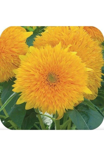 Muka Botanik 15 Adet Garden Sun Flower Gold Dwarf Tohumu ürün görseli