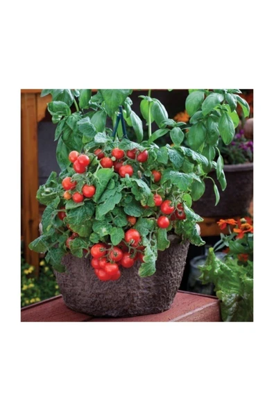 Muka Botanik Agrobazaar Red Robin Domates 20+ Adet Tohum ürün görseli