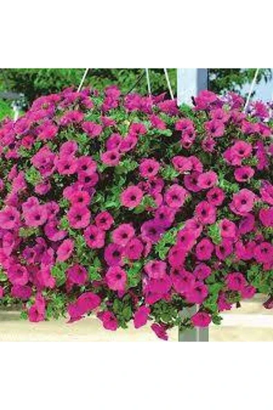 Muka Botanik 10 Adet Natural Creeping Petunia Purple Tohumu - Resim 2