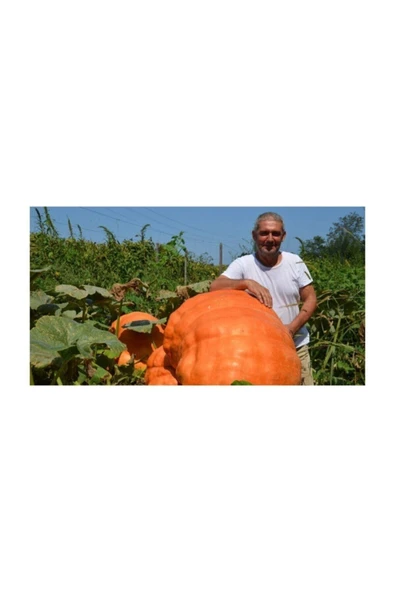 Muka Botanik Ithal Dev Kabak Tohumu 4 Adet Tohum Atlantik Giant Bal Kabağı - 4