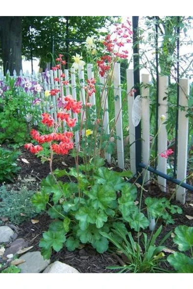 Muka Botanik 10 Adet Red Heuchera Fırefly Tohumu - Resim 3