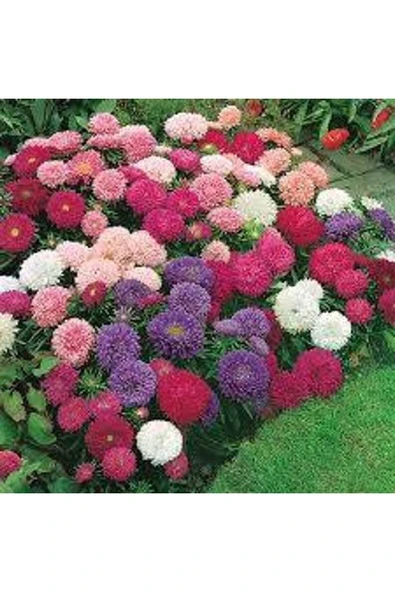 Muka Botanik 10 Adet Natural Chrysanthem Aster Mix Heirloom Tohumu - Resim 6