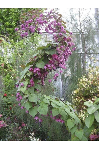 Muka Botanik 10 Adet Purple Bell Vine Tohumu - Resim 5