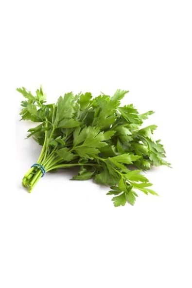 Muka Botanik Agrobazaar Iri Yapraklı Maydanoz 2000+ Adet Tohum - Resim 2