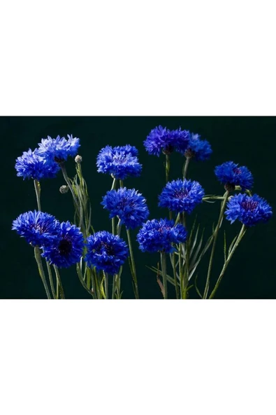 Muka Botanik 20 Adet Mavi Bachelor Button Çiçeği Tohumu ürün görseli
