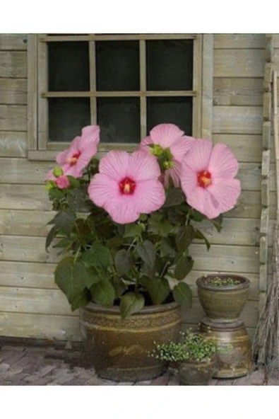 Muka Botanik Dev Hibiscus Çiçeği Tohumu Ekim Seti - Resim 5