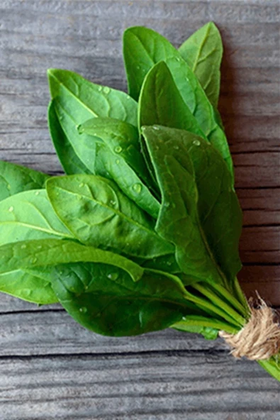 Muka Botanik Geniş Yapraklı, Yerli Ispanak Tohumu / 20 Adet Tohum - Resim 3