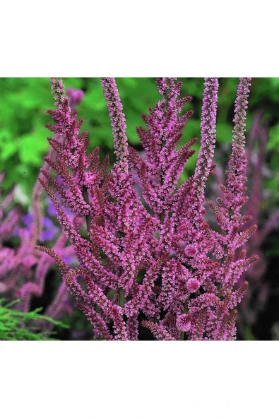 Muka Botanik 10 Adet Statice Seeds - Pink Limonium Tohumu - Resim 3