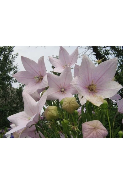 Muka Botanik 5 Adet Josam Pink Platycodon Tohumu - Resim 2