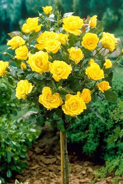 Muka Botanik Sarı Gül Ağacı Tohumu / 5 Adet Tohum - Resim 2