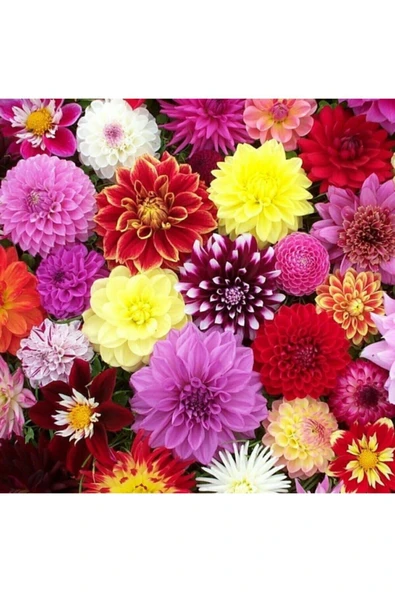 Muka Botanik 10 Adet Karışık Renkli Dahlia Çiçeği Tohumu - Resim 2