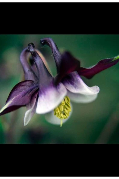 Muka Botanik 5 Adet Deep Purple Columbine, William Guinness Tohumu ürün görseli
