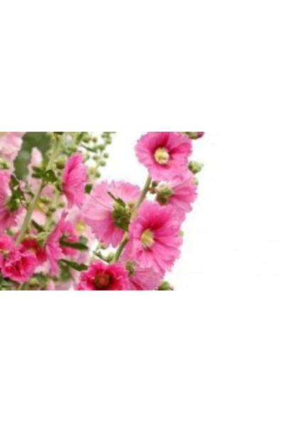 Muka Botanik 4 Farklı Renk Hatmi Çiçeği Tohumu Ekim Seti - Resim 4