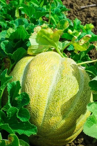 Muka Botanik On Dilim Çorum Kavunu Tohumu / 20+ Adet Tohum - Resim 3