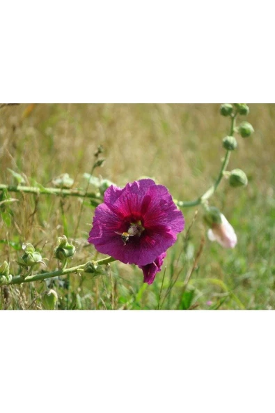 Muka Botanik 5 Adet Mixed Color Hollyhock Tohumu - Resim 3