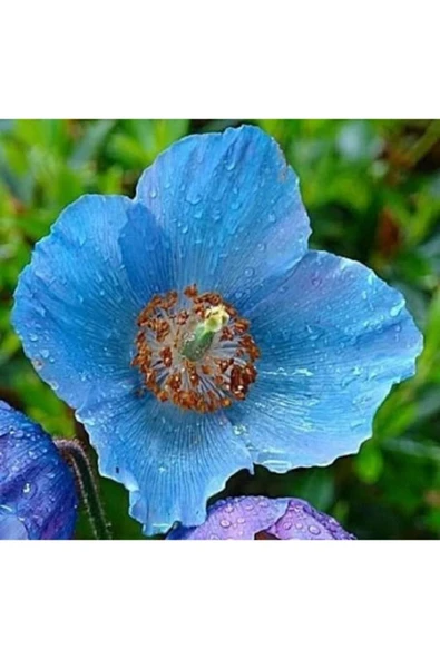 Muka Botanik 10 Adet Blue Hımalayan Poppy Tohumu - Resim 2