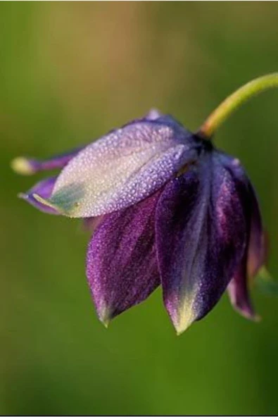 Muka Botanik 5 Adet Deep Purple Columbine, William Guinness Tohumu - Resim 7