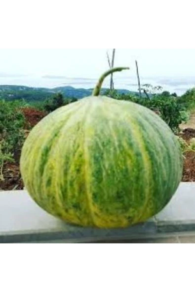 Muka Botanik Hasanbey Kışlık Kavun Tohumu Ekim Seti - Resim 4