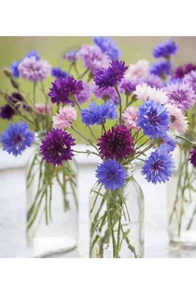 Muka Botanik 10 Adet Cornflower Mix Tohumu - Resim 3