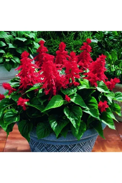 Muka Botanik 10 Adet Ateş Çiçeği Tohumu ürün görseli