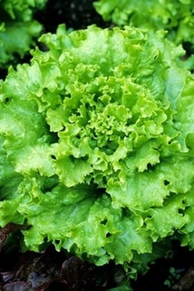 Muka Botanik Iri Kıvırcık Marul Tohumu 20 Adet Tohum - Resim 3