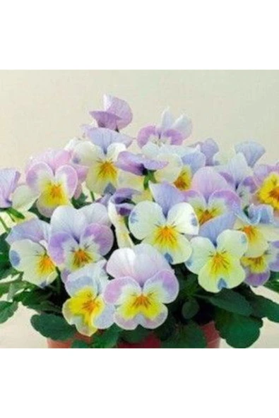 Muka Botanik Alacalı Menekşe Çiçeği Tohumu 10 15 Adet ürün görseli