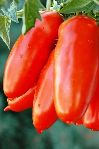 Muka Botanik San Marzano Domates Tohumu / 5+ Adet Tohum - Resim 4