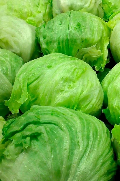 Muka Botanik Iceberg Göbek Marul Tohumu / 20 Adet Tohum - Resim 3